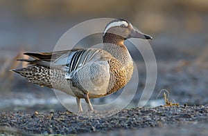 Male Garganey stands openly on muddy spring river shore in the morning light