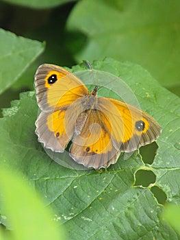 Male Gatekeeper butterfly