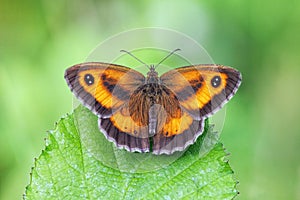 Gatekeeper Butterfly - Pyronia tithonus at rest.