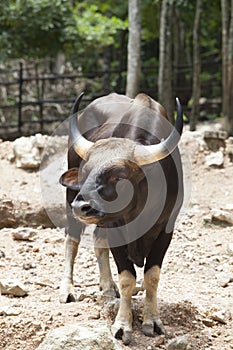 Male gaurs standing on field