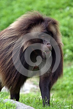 Male Gelada baboon