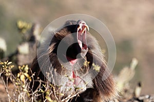 Male gelada baboon Theropithecus gelada showing his teeth photo