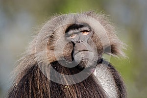 Male gelada & x28;Theropithecus gelada& x29;