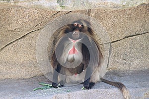Gelada Theropithecus gelada 1