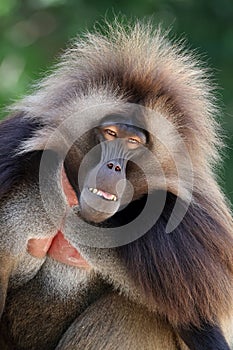 Male gelada, Theropithecus gelada, hairy primate photo