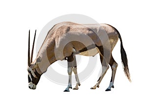 Male gemsbok antilope isolated white background photo
