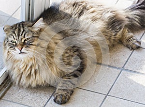 Tender cat lying at the window, brown tabby male