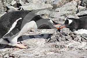 Male Gentoo penguin which lays down the stone in the nest where