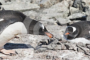 Male Gentoo penguin who brought the stone to the nest where the