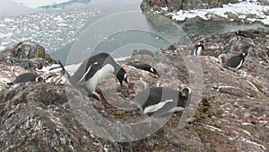 Male Gentoo Penguin who carries a stone in the nest where the female sits