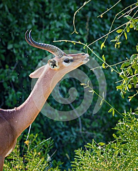 Male gerenuk which means giraffe-necked, stretches his long neck to eat leaves high up on the bush