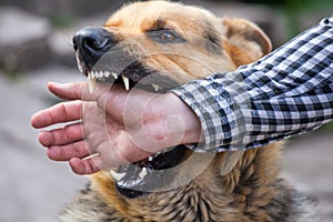 Male German shepherd bites a man by the hand