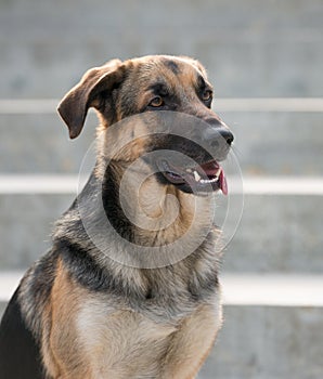 Male German Shepherd dog