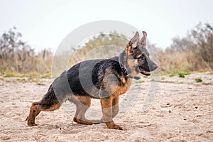 Male German Shepherd puppy in runnung action. Purebreed dog running by beach shore. Natural background. Happy home pet