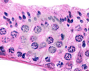 Male germinal epithelium. Spermatogenesis