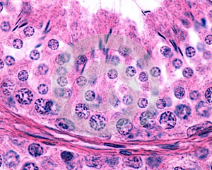 Male germinal epithelium. Spermatogenesis photo