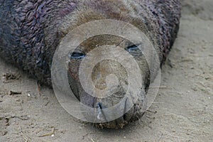 Male Gey Seal head shot