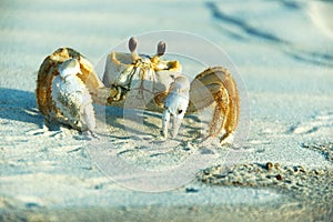 Male Ghost Crab - Ocypode ceratophthalma