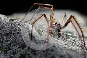 Male, Giant House Spider, Eratigena atrica. Formerly Tegenaria gigantea