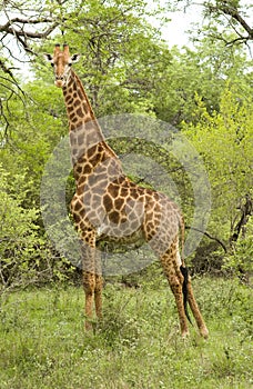 Male Giraffe