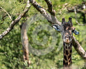 A male Giraffe bothered by flies