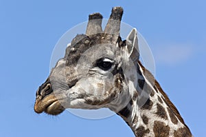 Male Giraffe - Botswana