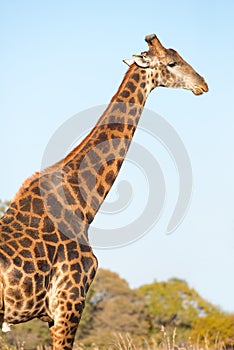 Male giraffe in bushveld