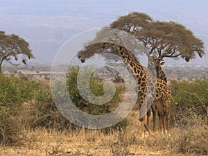 A male giraffe follows a female in amboseli, kenya