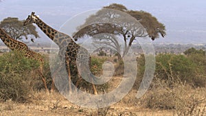 A male giraffe follows a female in amboseli, kenya