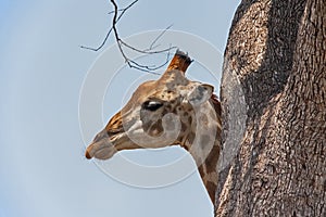 Male Giraffe Giraffa Camelopardalis 13694