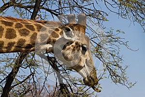 Male giraffe Giraffa camelopardalis head closeup stripping leaves off of a thorn tree