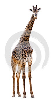 Male giraffe isolated on white background