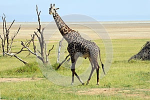 Male giraffe. Manyara, Tanzania photo