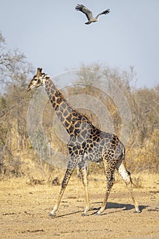 Male giraffe with oxpeckers walking and african harrier hawk flying in the sky in Kruger Park South Africa