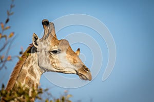 Male Giraffe with Red-billed oxpeckers