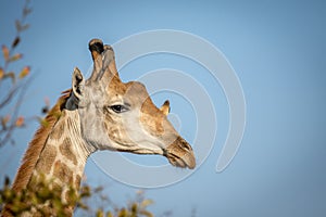 Male Giraffe with Red-billed oxpeckers