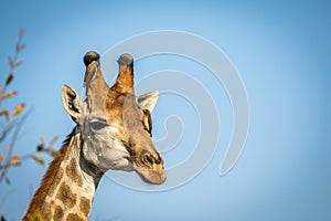 Male Giraffe with Red-billed oxpeckers