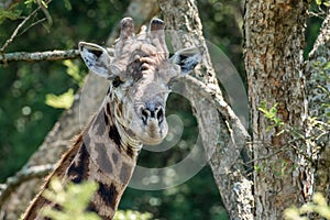 A male Giraffe under an Acacia tree