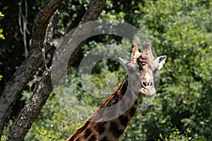 A male Giraffe under an Acacia tree