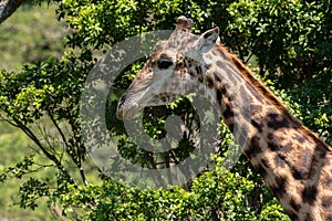 A male Giraffe under an Acacia tree