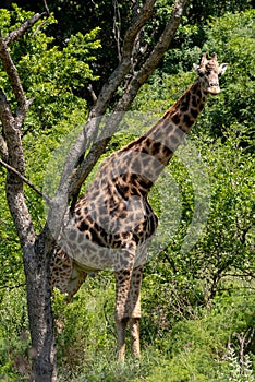 A male Giraffe under an Acacia tree