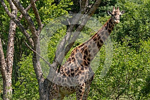 A male Giraffe under an Acacia tree