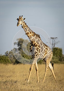 Vertical portrait of a male giraffe walking in dry grass with ox peckers on its neck in Savuti in Botswana