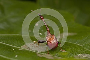 Male Giraffe Weevil