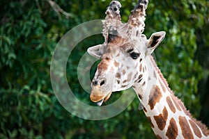 Male giraffe zoo Naples Florida