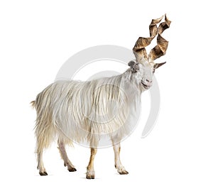 Male Girgentana goat, sicilian breed, isolated on white