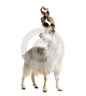 Male Girgentana goat, sicilian breed, isolated on white