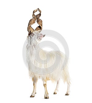 Male Girgentana goat, sicilian breed, isolated on white