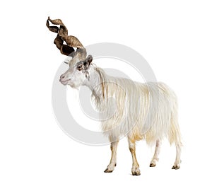 Male Girgentana goat, sicilian breed, isolated on white