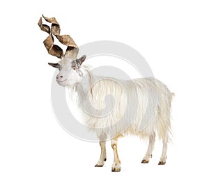 Male Girgentana goat, sicilian breed, isolated on white